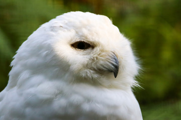Schneeeule