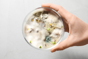 Scientist holding Petri dish with oat seeds on light background, top view. Germination and energy...