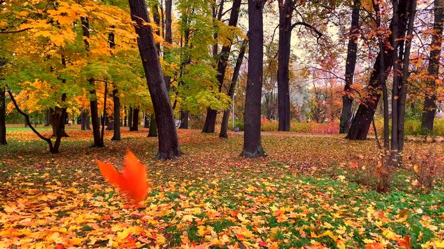 Yellow autumn leaves fall down on a sunny day in a beautiful park. Leaf fall. Natural concept. Autumn in the city.