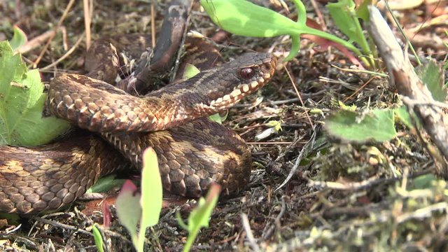 European adder Vipera berus on forest floor