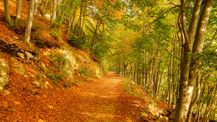 path in the forest, autumn season
