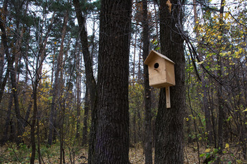 autumn, forest, autumn forest, forest, leaves, birdhouse, birds, Golden autumn, autumn in the forest