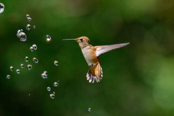 Hummingbird playing with waterdrops