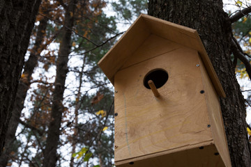 autumn, forest, autumn forest, forest, leaves, birdhouse, birds, Golden autumn, autumn in the forest