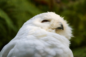 Schneeeule