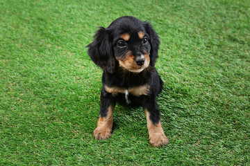 Cute English Cocker Spaniel puppy on green grass