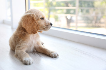 Cute English Cocker Spaniel puppy lying near window indoors. Space for text