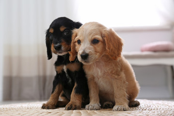 Cute English Cocker Spaniel puppies on blurred background