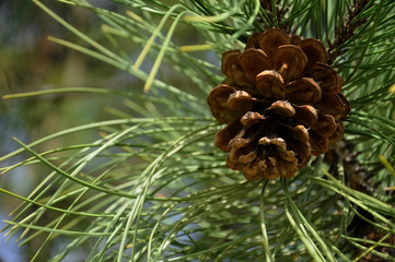 Pine Cone