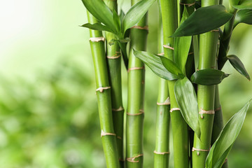 Schöne grüne Bambusstämme auf unscharfem Hintergrund