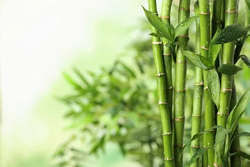 Foto op Aluminium Groene bamboe stengels op onscherpe achtergrond. Ruimte voor tekst © New Africa
