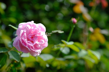 pink rose in garden