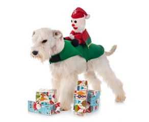 white miniature schnauzer