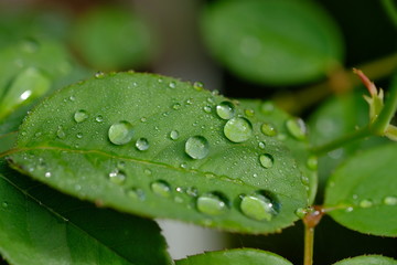 drops on leaf
