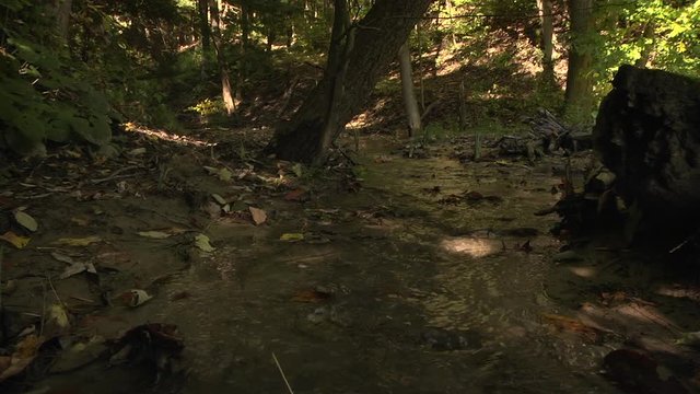 Carolinian forest flowing water in sandy creek
