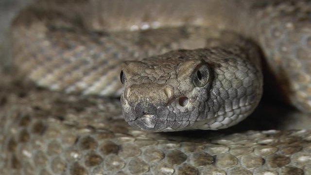 Crotalus stephensi rattlesnake close up