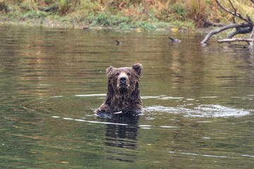 brown bear in water