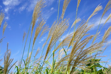秋の青空を背景にススキの穂が光る