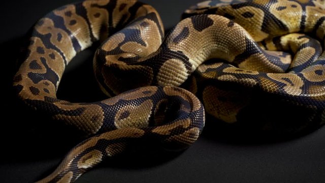 Footage of ball python in black