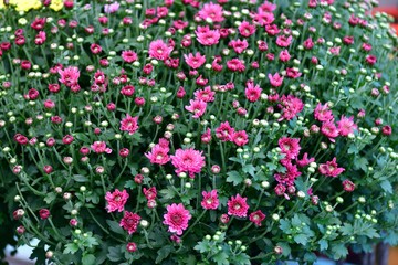 Beautiful colorful autumn chrysanthemums in a large pot.