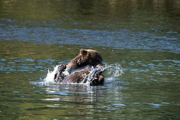Fototapeta premium Bear in the water