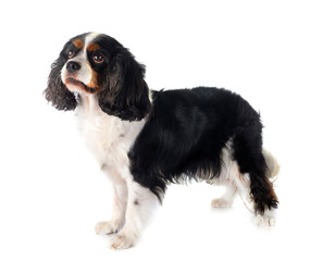 cavalier king charles
