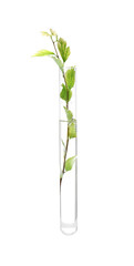 Green plant in test tube on white background