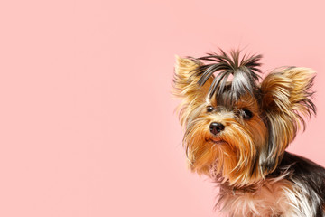 Adorable Yorkshire terrier on pink background, space for text. Cute dog