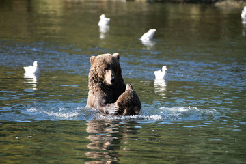 Kodiak Brown Bears salmon in the Buskin River