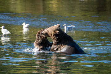Fototapeta premium Kodiak Brown Bears salmon in the Buskin River