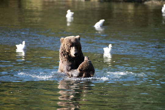 Kodiak Brown Bears Salmon In The Buskin River