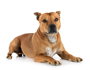 staffordshire bull terrier