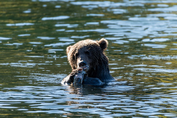 Naklejka na ściany i meble Kodiak Brown Bears salmon in the Buskin River