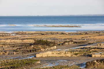 Oyster beds at low tide in oyster farm, Cancale, Brittany, France