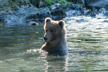 Kodiak Brown Bears salmon in the Buskin River