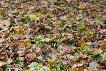 Colorful leaves in the autumn Park