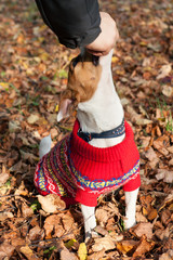 Jack Russell Terrier in a red sweater with an ornament walks in the autumn Park