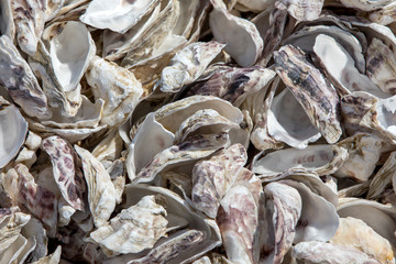 Thousands of empty shells of eaten oysters discarded on sea floor in Cancale, famous for oyster farms.  Brittany, France