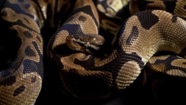 Footage of ball python on black texture