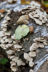Wood texture. Tree fungus on the background of a forest landscape
