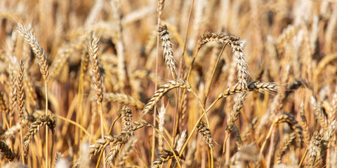Ripe ears of wheat grow on the nature