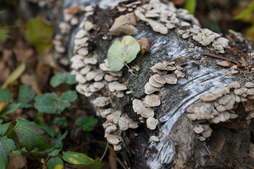 The bark of an old tree with sprouted plants. Nature. Texture