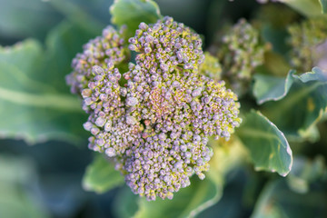 Broccoli cabbage in the garden