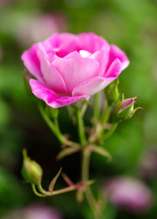 Beautiful pink rose grows in the park