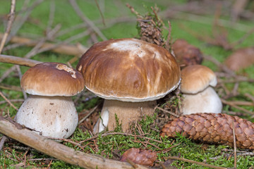 Steinpilze, Boletus, im Wald