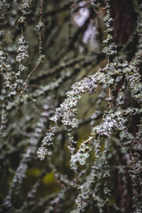 Tree branches covered with lichen in Adrspach-Teplice Rocks (Czech Republic)