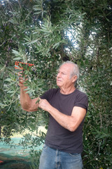 Olive harvest: old farmer picking olives from tree in Marche region, Italy.