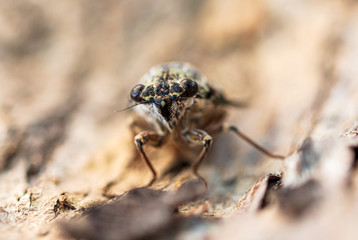 Cicada fly on tree bark