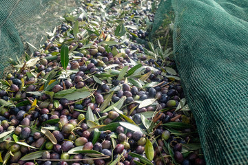 Close up of harvested fresh olives
