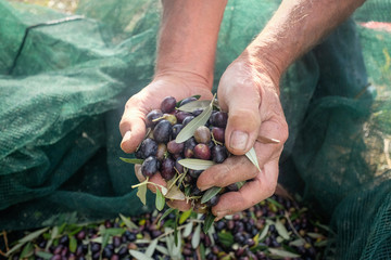 Olive harvest: farmer hands show fresh picking olives. Marche, Italy